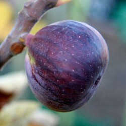 Figmedis - Ficus carica ROUGE DE BORDEAUX
