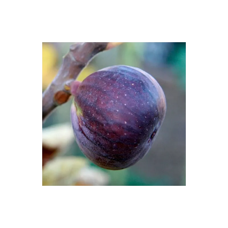 The fig - Ficus carica ROUGE DE BORDEAUX