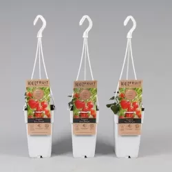 Braškė - Fragaria ananassa EVES DELIGHT (remontantinė) (PRISTATYMAS TIK VASARĄ)