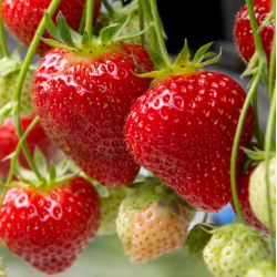 Strawberry - Fragaria ananassa EVES DELIGHT