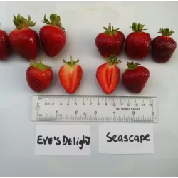 Užsisakyk augalus pavasariui jau dabar