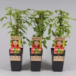 Aviete - Rubus idaeus Ottawa 6/10MM GR