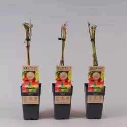 Aviete - Rubus idaeus Ottawa 6/10MM GR