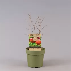 Granatmedis - Punica granatum EARLY