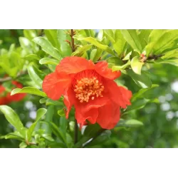 Granatmedis - Punica granatum EARLY