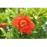 Granatmedis - Punica granatum EARLY