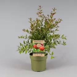 Granatmedis - Punica granatum EARLY