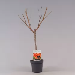 Apricot - Prunus armeniaca PATIOBOMEN ABRIKOOS