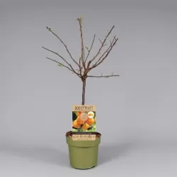 Apricot - Prunus armeniaca PATIOBOMEN ABRIKOOS