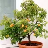 Apricot - Prunus armeniaca PATIOBOMEN ABRIKOOS