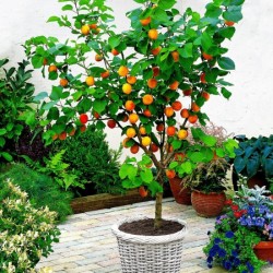 Abrikosas (nykštukinis) - Prunus armeniaca PATIOBOMEN...