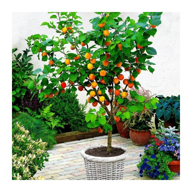 Apricot - Prunus armeniaca PATIOBOMEN ABRIKOOS