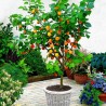Apricot - Prunus armeniaca PATIOBOMEN ABRIKOOS