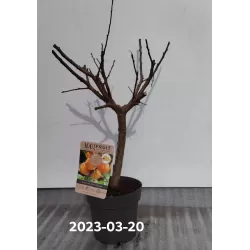 Apricot - Prunus armeniaca PATIOBOMEN ABRIKOOS