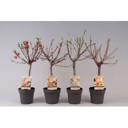 Abrikosas (nykštukinis) - Prunus armeniaca PATIOBOMEN ABRIKOOS EARLY ORANGE