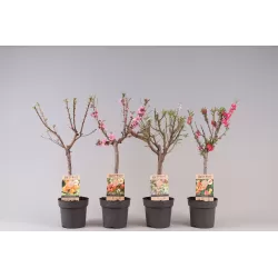 Apricot - Prunus armeniaca PATIOBOMEN ABRIKOOS