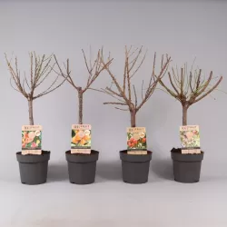 Apricot - Prunus armeniaca PATIOBOMEN ABRIKOOS