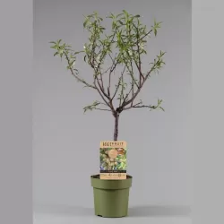 Tikrasis migdolas - Prunus dulcis AMANDELBOOM