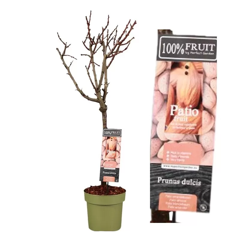 Tikrasis migdolas - Prunus dulcis AMANDELBOOM