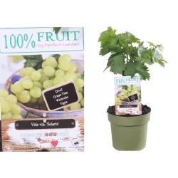 Vitis SOLARIS