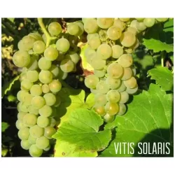 Vynmedis - Vitis SOLARIS