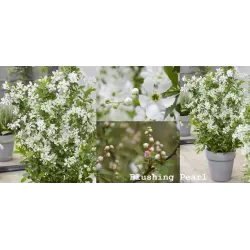 Exochorda racemosa BLUSHING PEARL