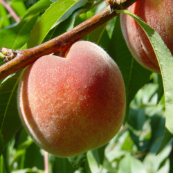 Peach - Prunus persica HARNAS