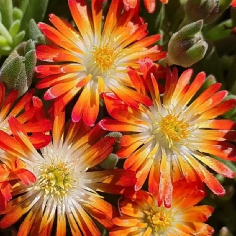 Paprastoji mudrė - Delosperma cooperi LIDO ORANGE WITH EYE