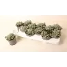 Sidabrinė dichondra - Dichondra argentea SILVER FALLS