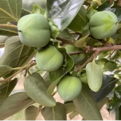 Rytinis (japoninis) juodmedis (persimonas) - Diospyros kaki 20TH CENTURY