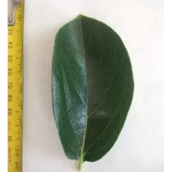 Diospyros kaki 20TH CENTURY