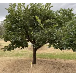 Rytinis (japoninis) juodmedis (persimonas) - Diospyros kaki 20TH CENTURY