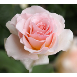 Rožė - Rosa JOHANN STRAUSS ®