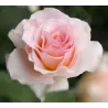 Rožė - Rosa JOHANN STRAUSS ®