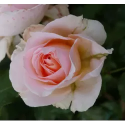 Rožė - Rosa JOHANN STRAUSS ®