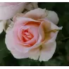 Rožė - Rosa JOHANN STRAUSS ®
