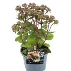 Užsisakyk augalus pavasariui jau dabar