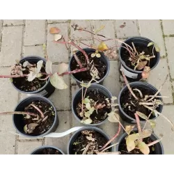 Užsisakyk augalus pavasariui jau dabar