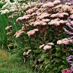 Užsisakyk augalus pavasariui jau dabar