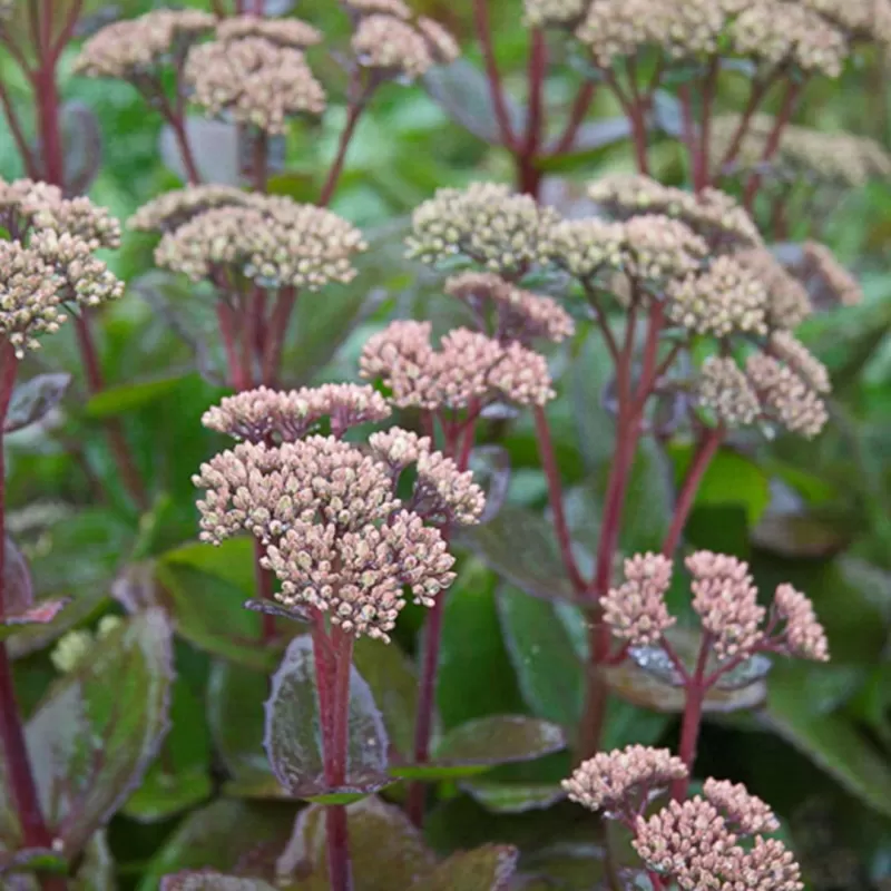 Užsisakyk augalus pavasariui jau dabar