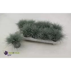Festuca valesiaca EISVOGEL