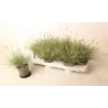Festuca valesiaca EISVOGEL