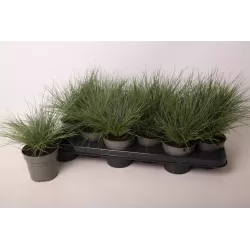 Festuca valesiaca EISVOGEL