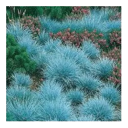 Festuca valesiaca EISVOGEL