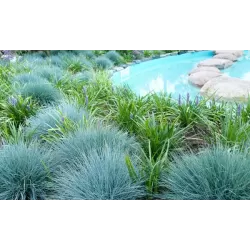 Melsvasis eraičinas - Festuca valesiaca EISVOGEL