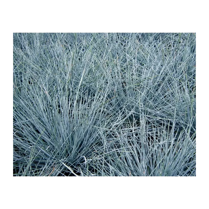 Festuca valesiaca EISVOGEL