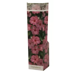Mandevila (sundavilė, mandevilė, dipladenija) - Mandevilla sundaville (syn. dipladenia) 15Ø 40cm