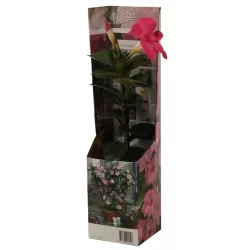 Mandevila (sundavilė, mandevilė, dipladenija) - Mandevilla sundaville (syn. dipladenia) 15Ø 40cm