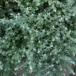 Smulkialapis šlamutis - Helichrysum microphyllum SILVER MIST