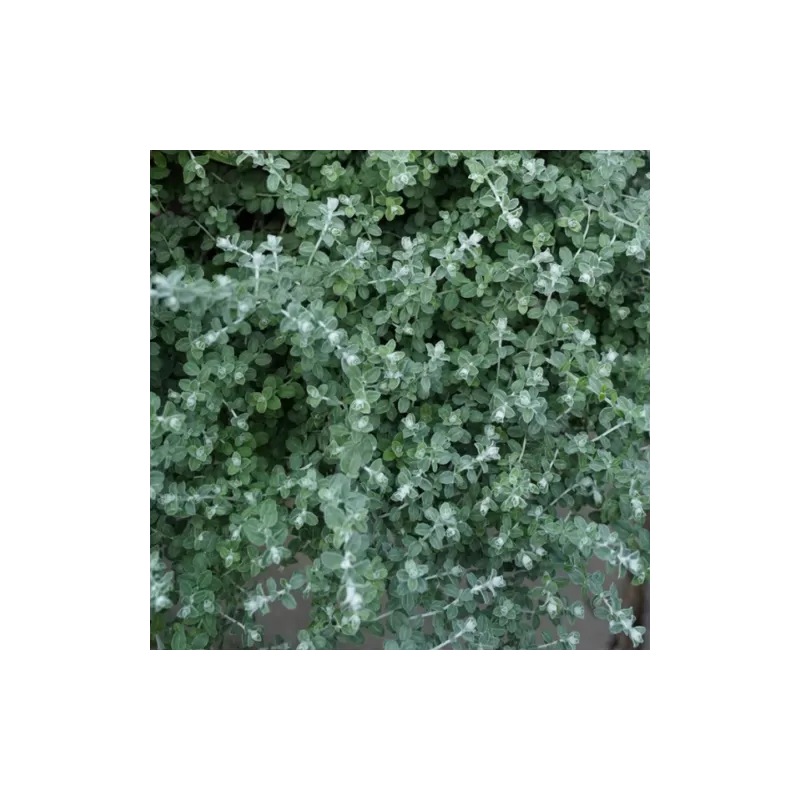 Helichrysum microphyllum SILVER MIST